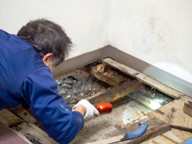 Crawl Space Mold Removal in Elgin, SC