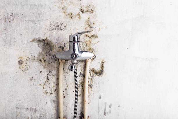 Best Toxic Mold Removal  in Elgin, SC