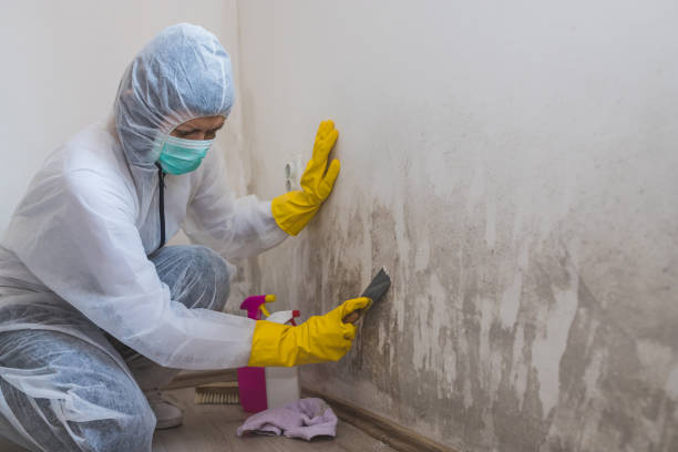 Best Attic Mold Removal  in Elgin, SC