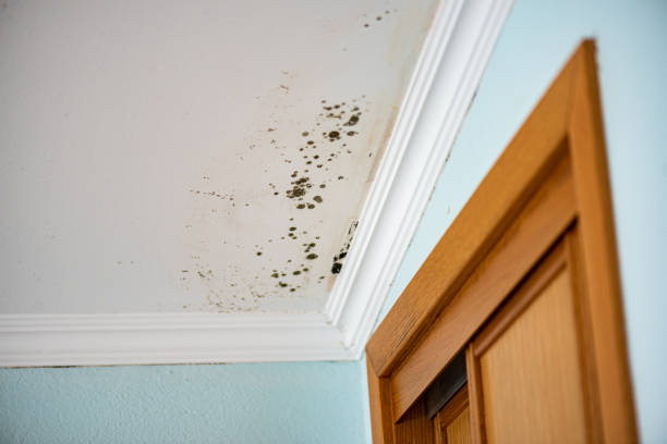 Best Local Mold Removal Service  in Elgin, SC