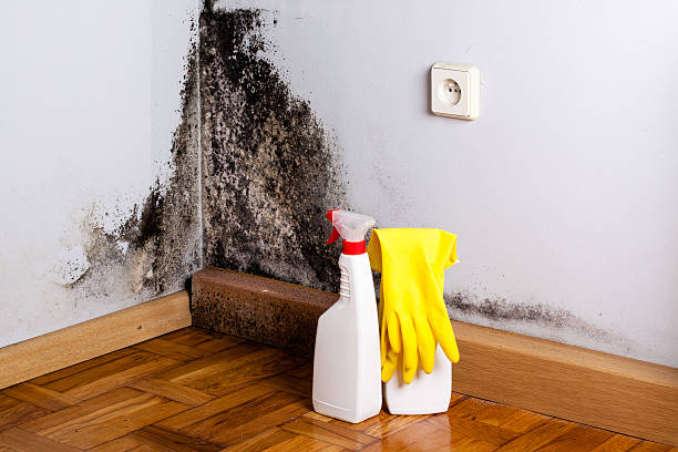 Best Professional Mold Removal  in Elgin, SC