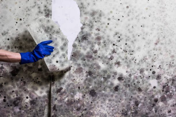 Elgin, SC Mold Removal Company