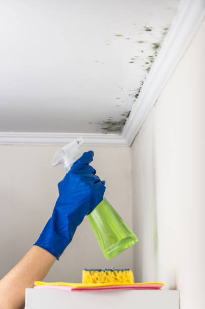 Mold Testing and Removal in Elgin, SC