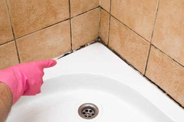 Best Mold Testing and Removal  in Elgin, SC